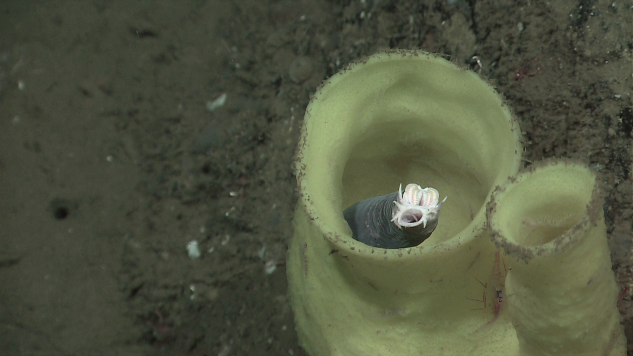 Whitish yellow vase sponge providing habitat for hagfish