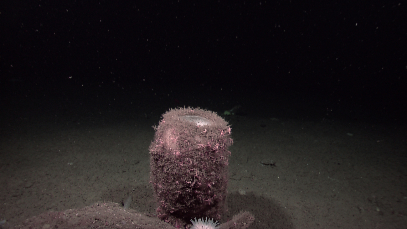 A white vase sponge providing habitat for hydroids and a large number of smallpink starfish