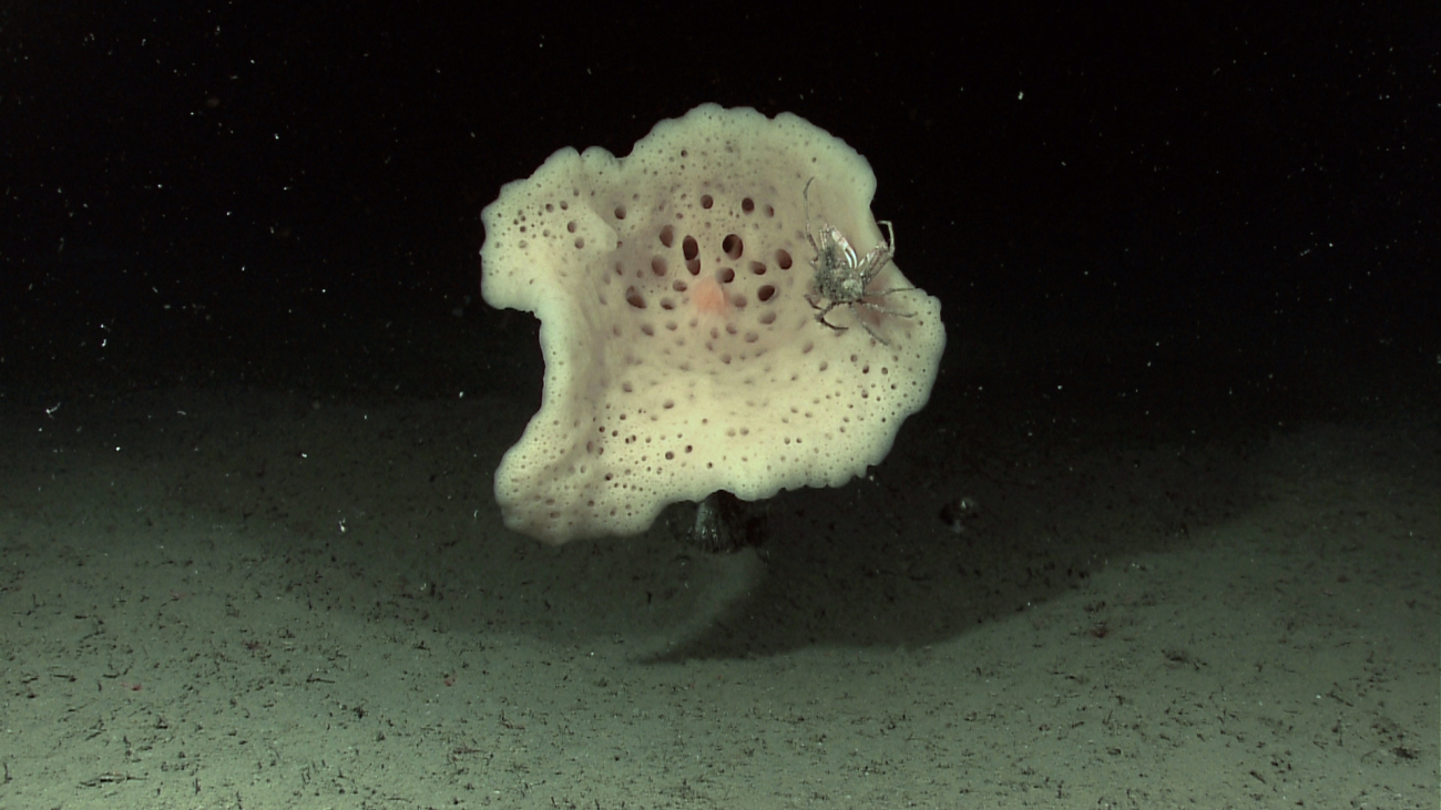 A white sponge with a crab using it for habitat