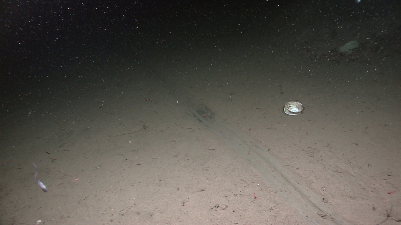 A large scrape mark on the seafloor