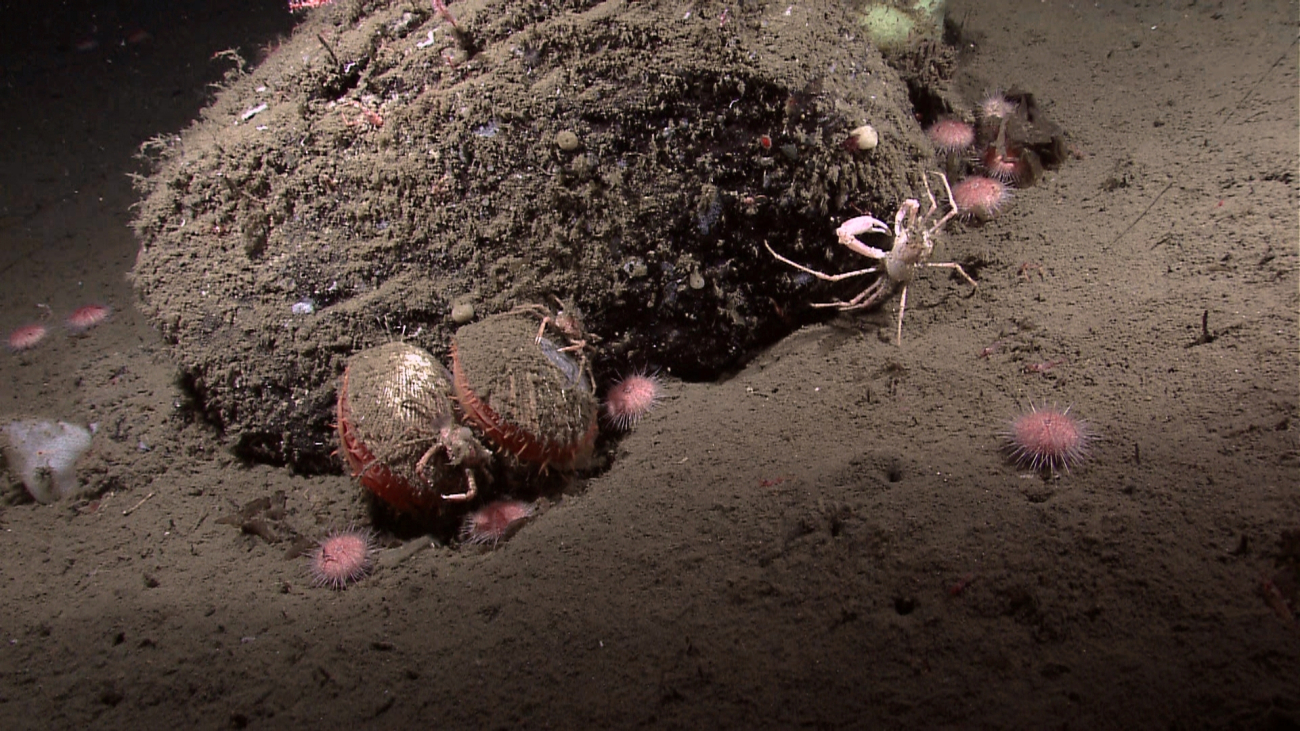 A mound with scallops, urchins, a crab, and other life forms