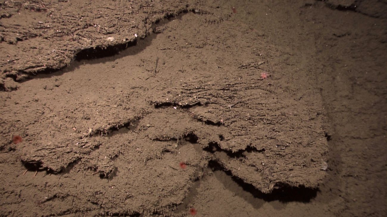Mud substrate with small ledges, small red anemones, and small tube worms