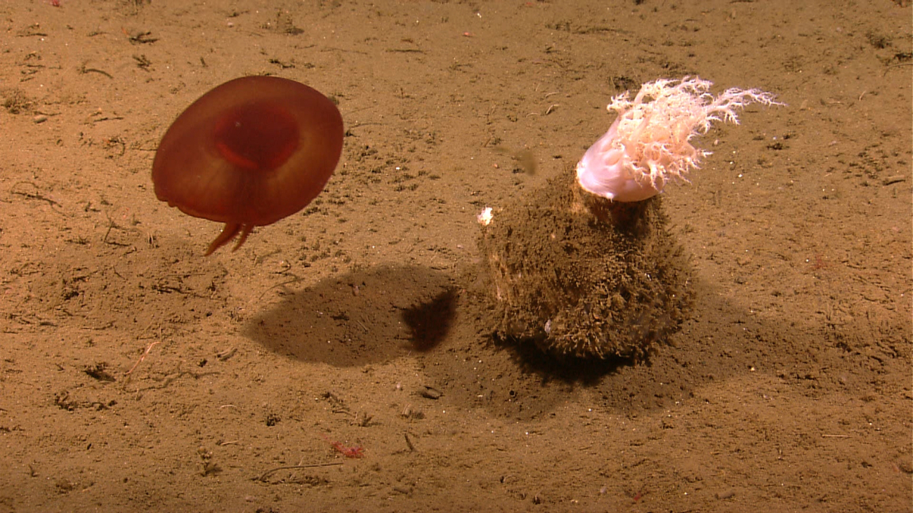 A large red jellyfish with a whitish pink soft octocoral