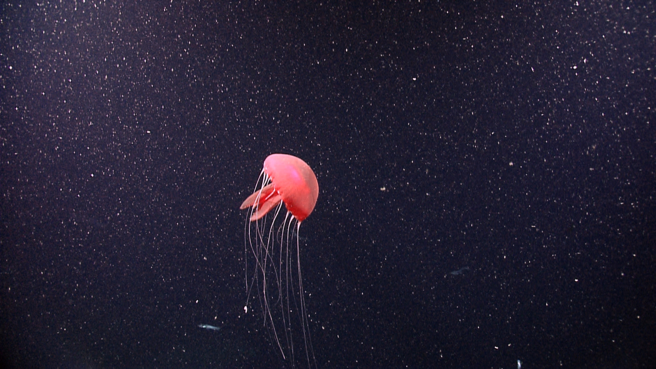 A beautiful pink jellyfish with tentacles extended