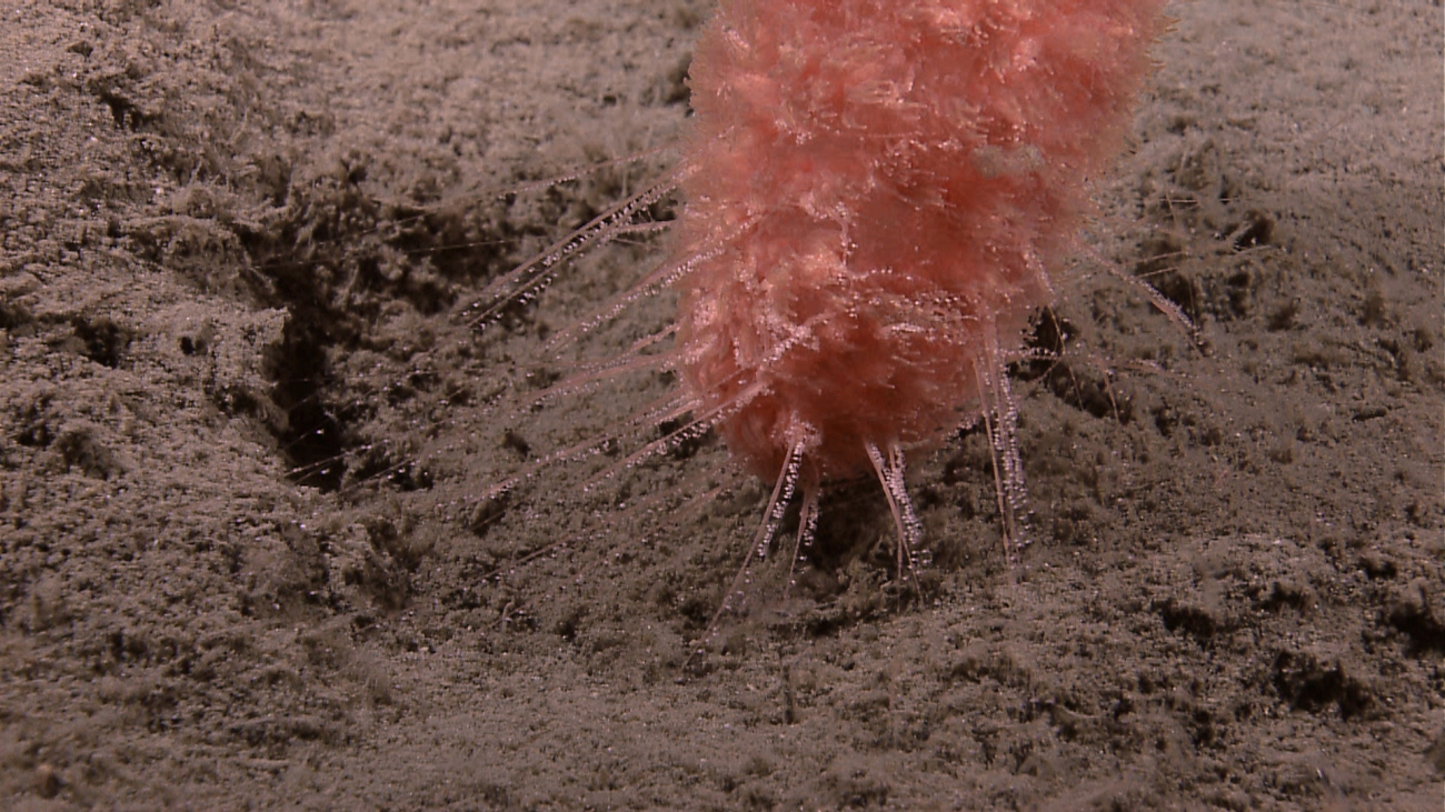 A siphonophore hovering above the bottom with tentacles extended