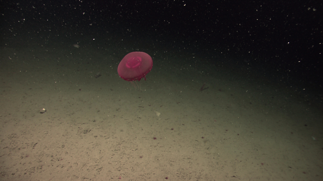 A large red jellyfish with tentacles extended