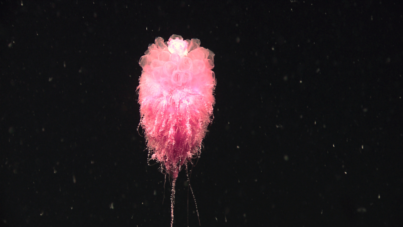 A beautiful siphonophore seen with tentacles extended