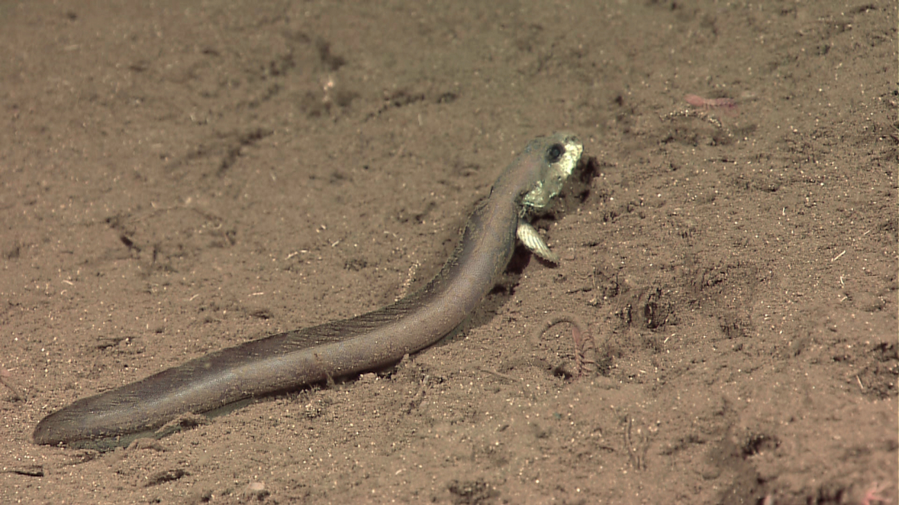 Eel-like deep sea fish