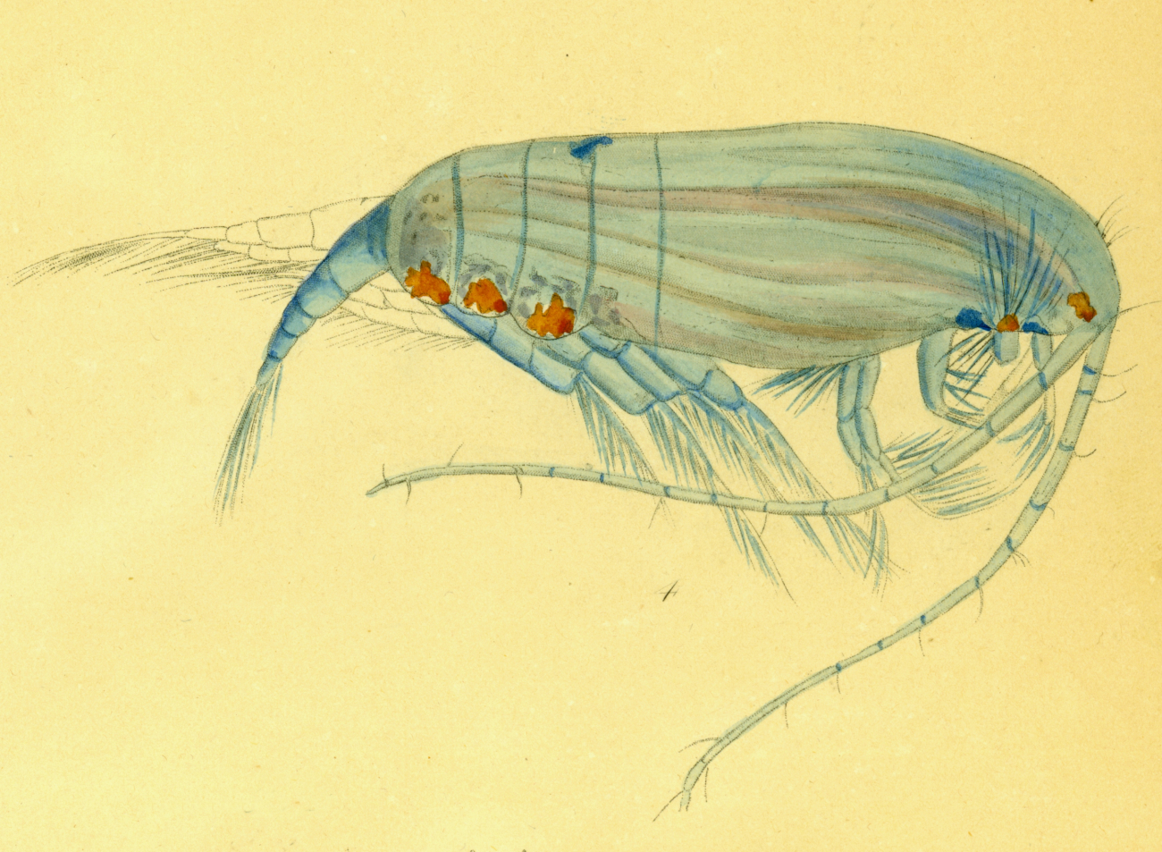 Drawing of zooplankton observed by Ellen Toynbee on board the British EastIndiaman GLORIANA in the Indian Ocean in 1857