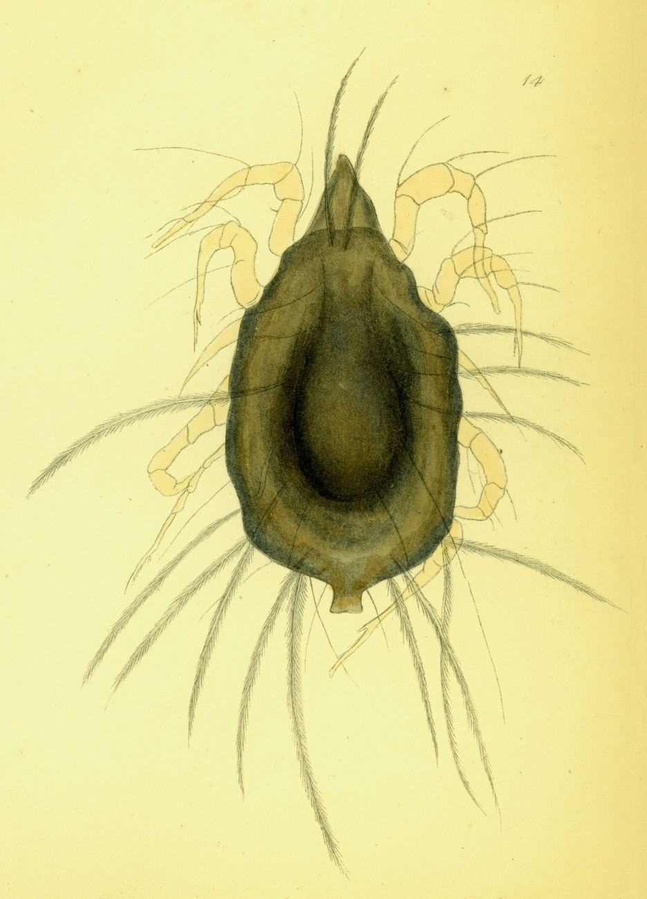 Drawing of zooplankton observed by Ellen Toynbee on board the British EastIndiaman GLORIANA in the Indian Ocean in 1857