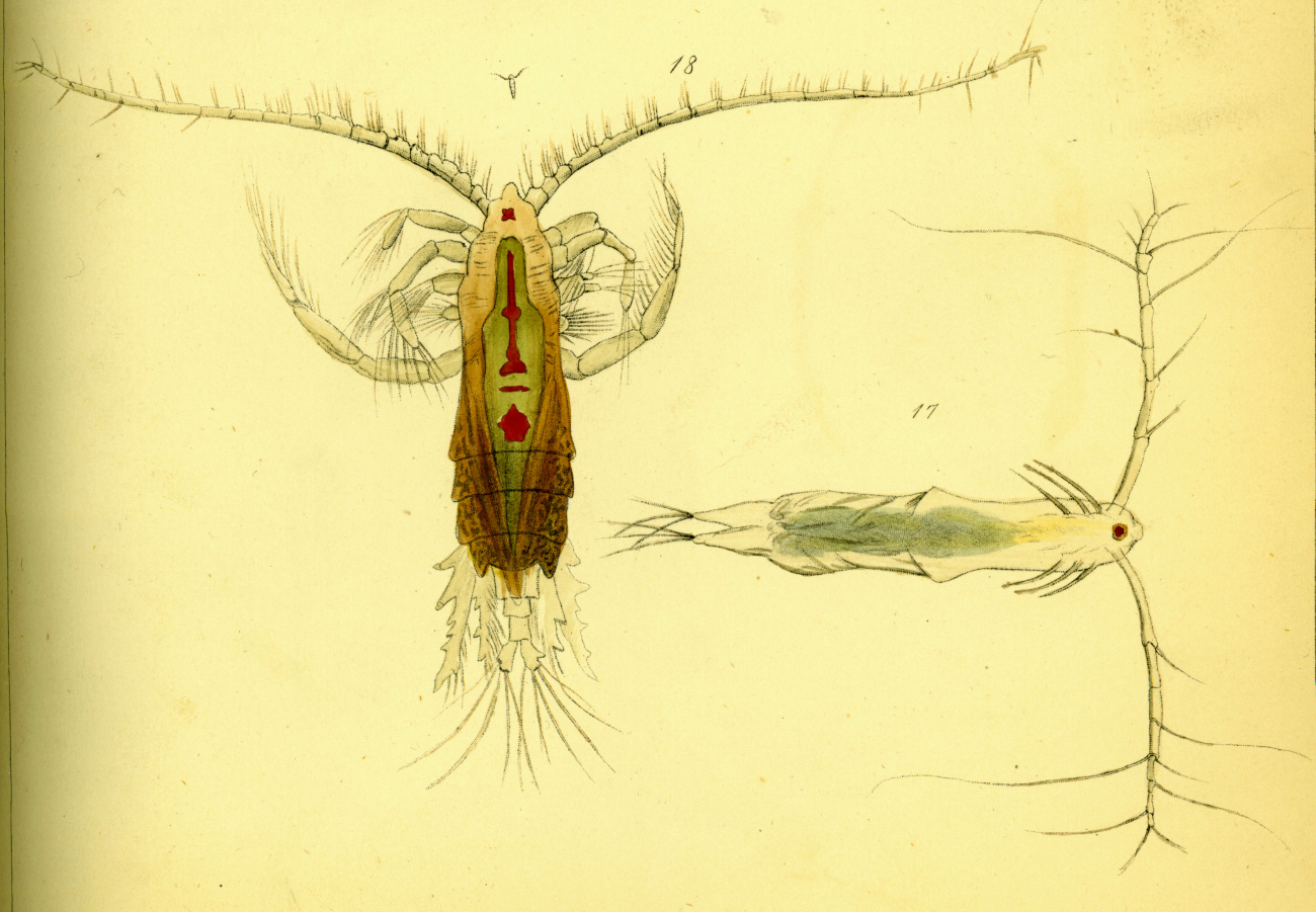 Drawing of zooplankton observed by Ellen Toynbee on board the British EastIndiaman GLORIANA in the Indian Ocean in 1857