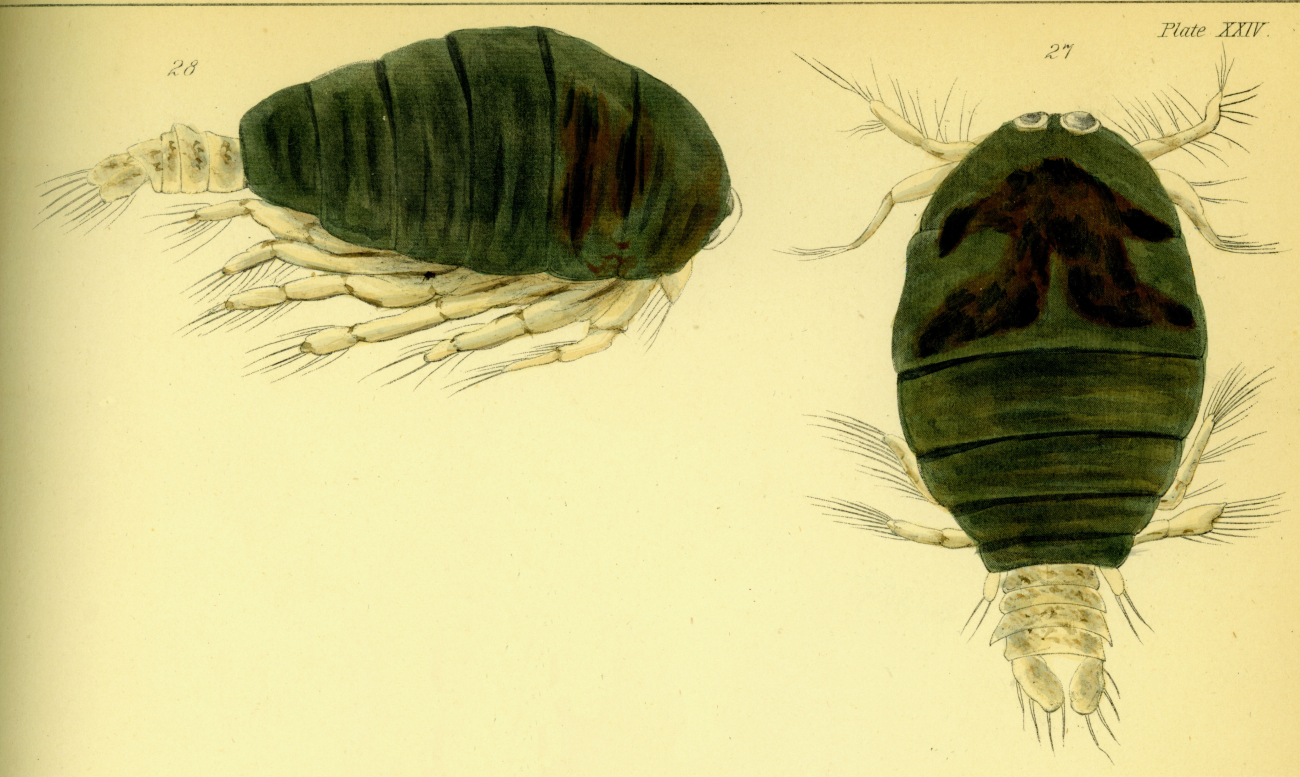 Drawing of zooplankton observed by Ellen Toynbee on board the British EastIndiaman GLORIANA in the Indian Ocean in 1857