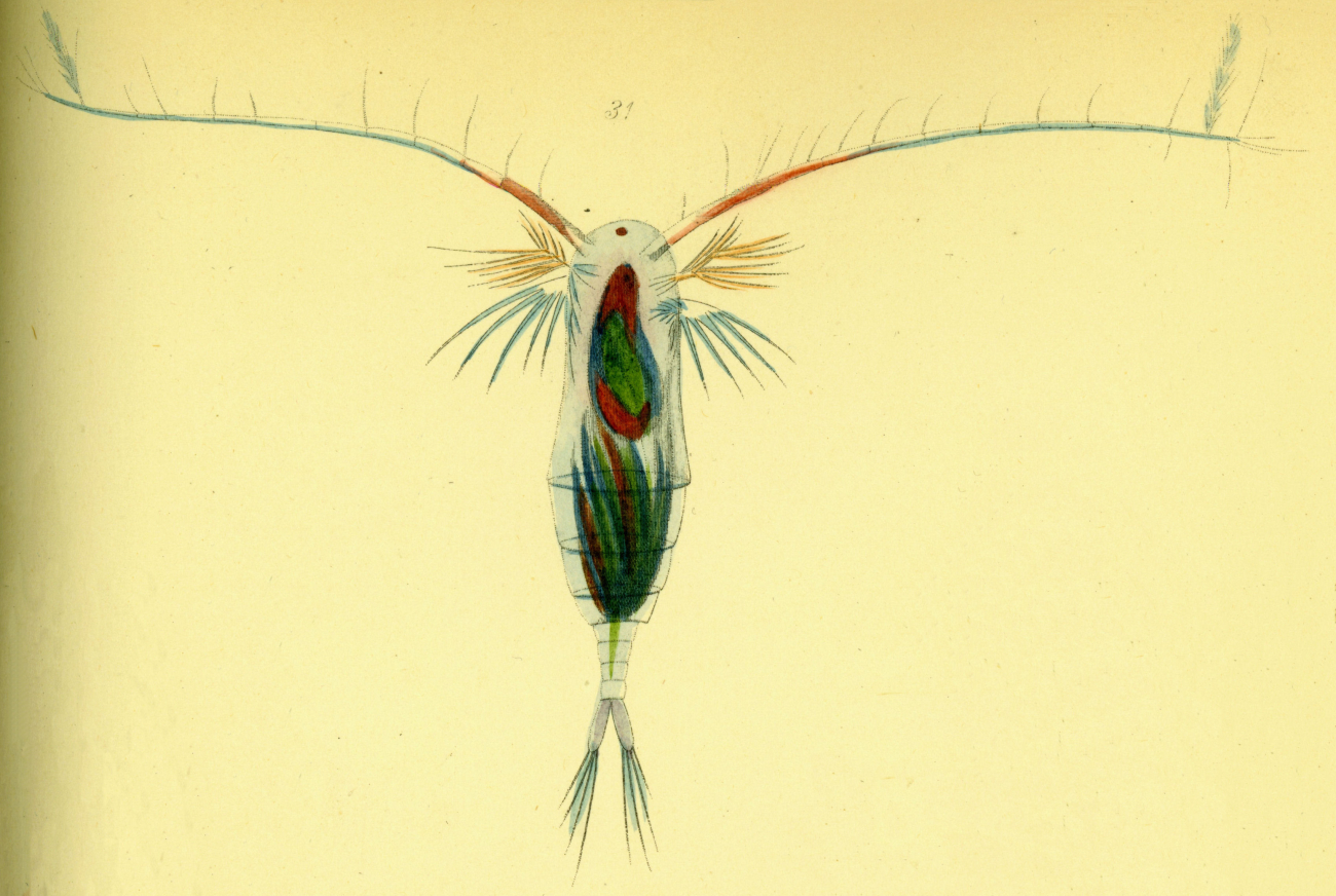 Drawing of zooplankton observed by Ellen Toynbee on board the British EastIndiaman GLORIANA in the Indian Ocean in 1857