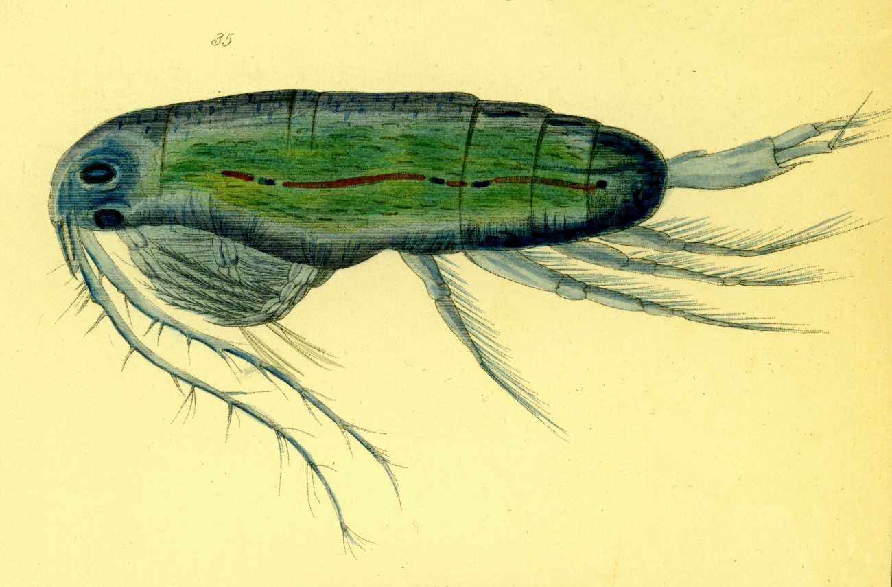 Drawing of zooplankton observed by Ellen Toynbee on board the British EastIndiaman GLORIANA in the Indian Ocean in 1857