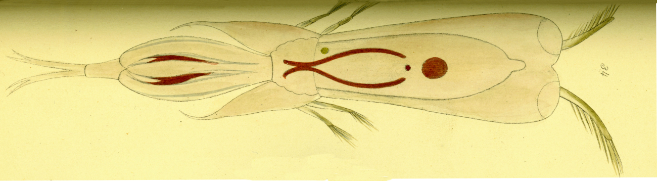 Drawing of zooplankton observed by Ellen Toynbee on board the British EastIndiaman GLORIANA in the Indian Ocean in 1857