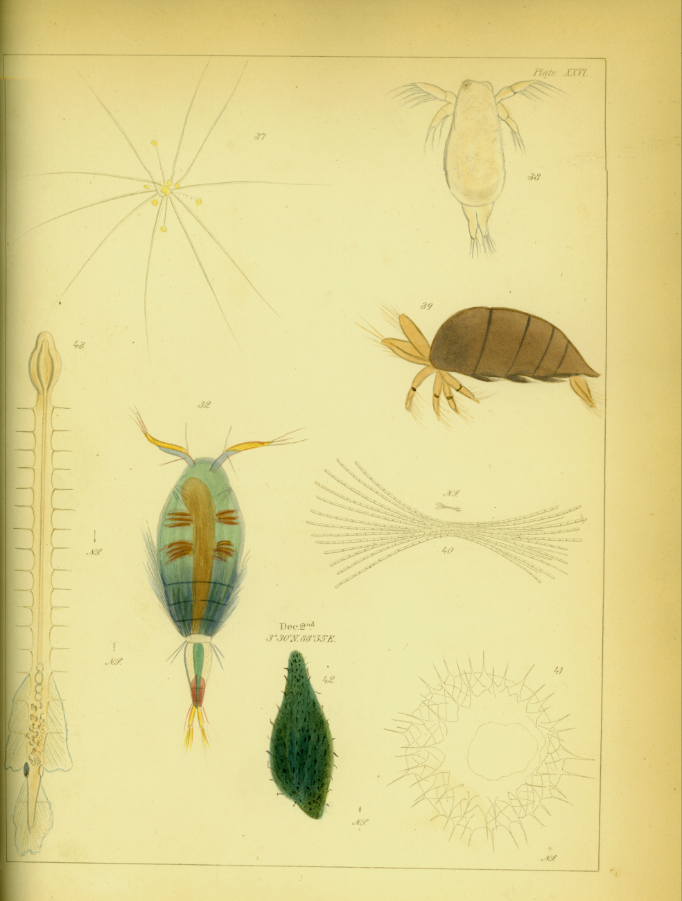 Drawing of zooplankton observed by Ellen Toynbee on board the British EastIndiaman GLORIANA in the Indian Ocean in 1857