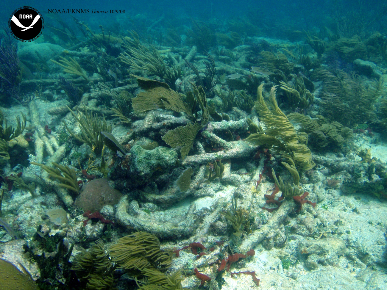 Debris associated with the wreck of the Ship THIORVA surrounded bylush coral growth