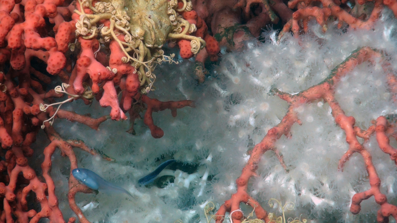 A bythitid fish snakes its way through a cluster of brightly colored corals andbrittle stars