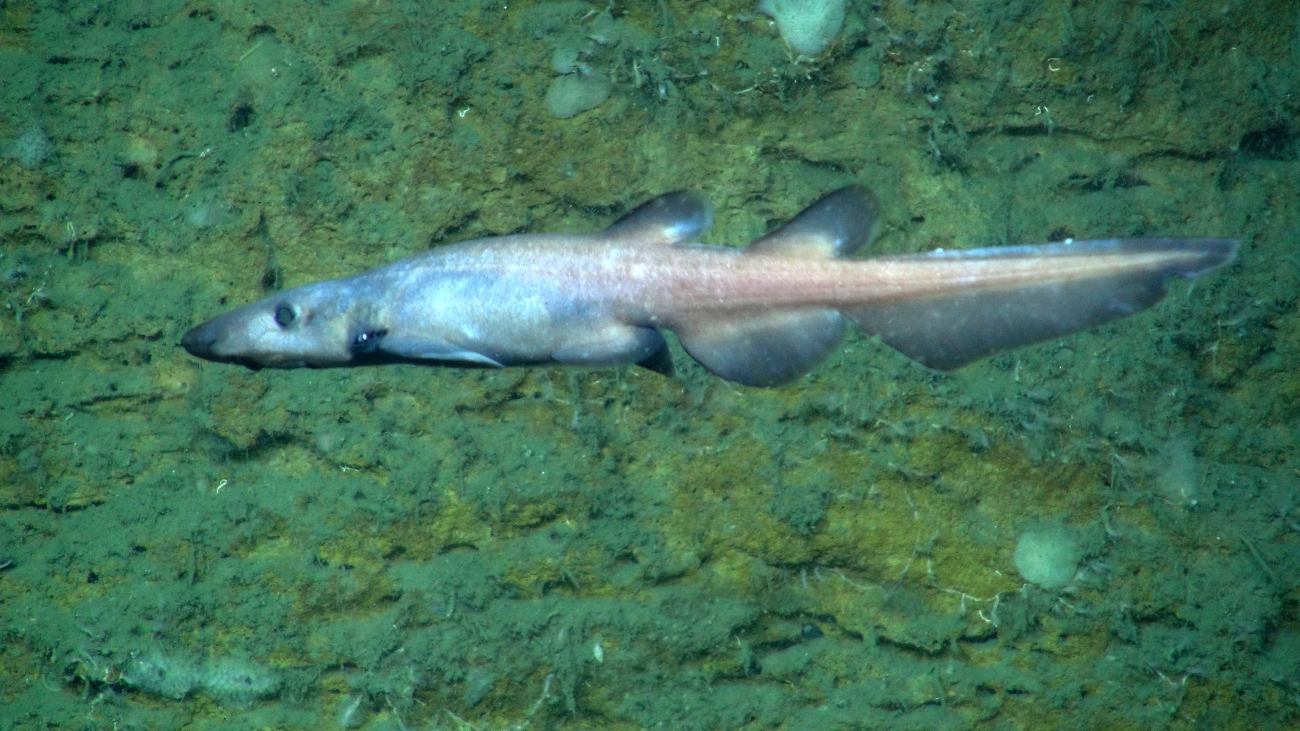 This strange looking, unidentified species of deep-sea shark was seen severaltimes at a particular ledge system in Norfolk Canyon
