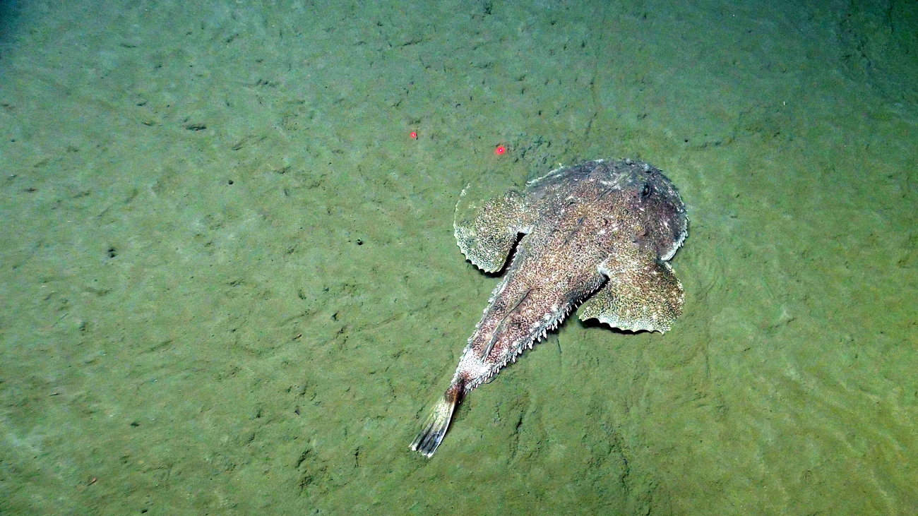A goosefish, a type of anglerfish, lying in wait on the flat seafloor