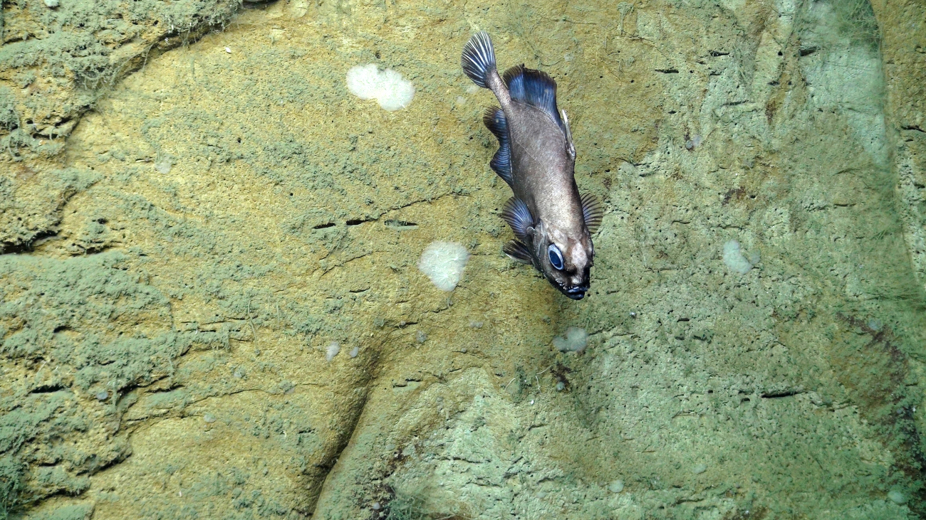 A fish of the family Oreosomatidae, or oreo for short, gliding along the canyonwall