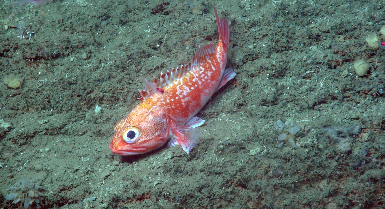Blackbelly rosefish - these striking fish are fairly common in the rocky canyonhabitats
