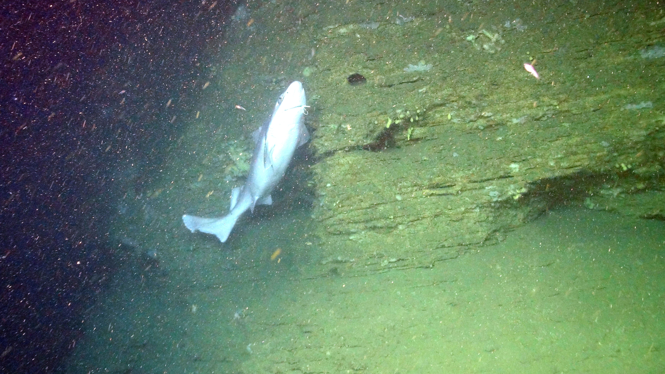 Jason briefly caught this larger shark swimming along a rock wall