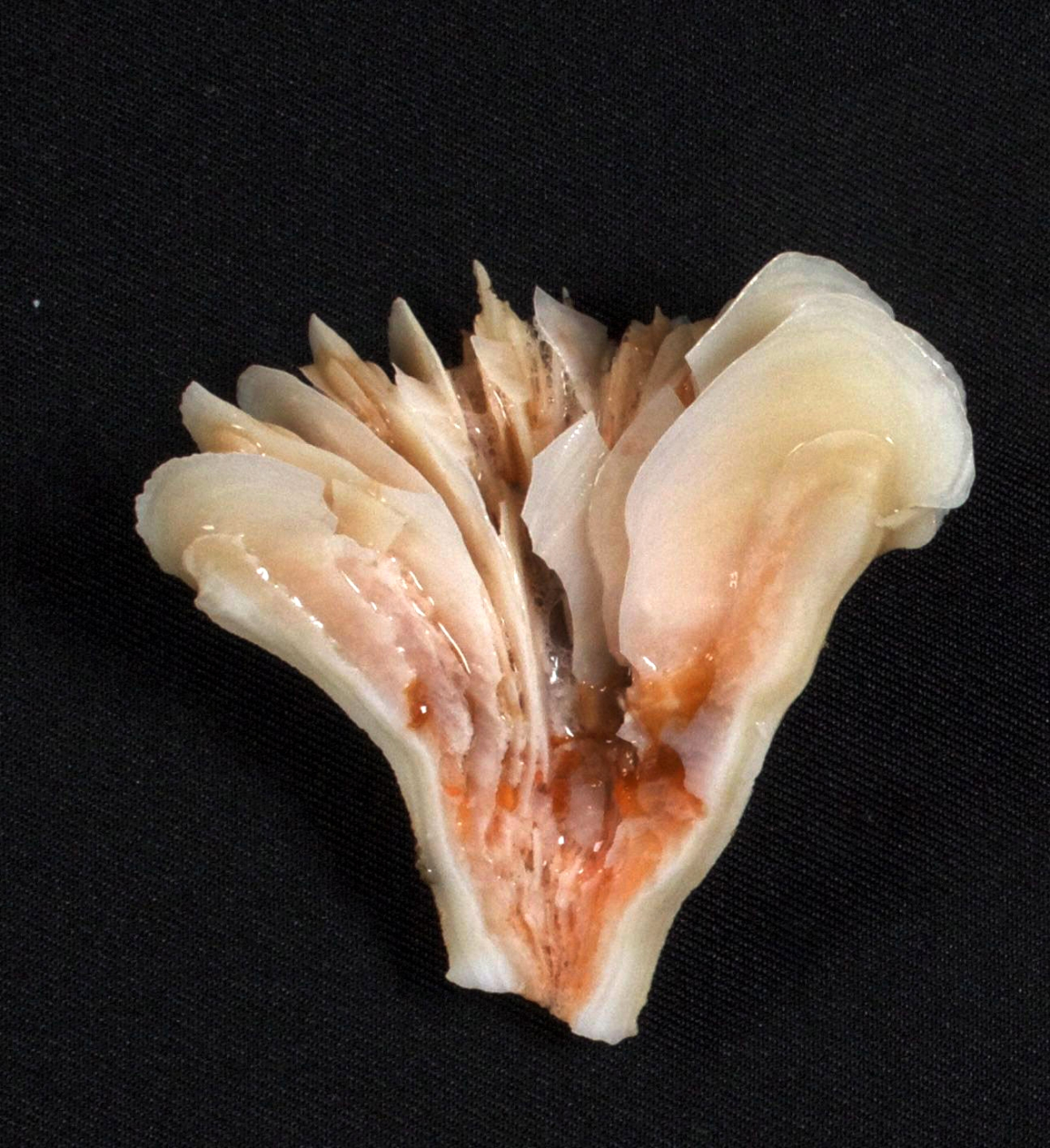 A cross-section view of Desmophyllum, revealing its internal structure