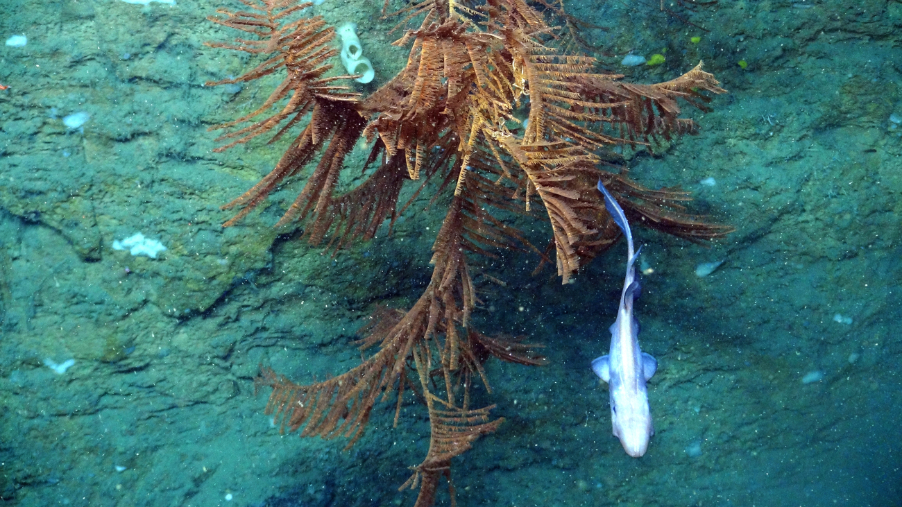 A black coral growing on a vertical wall