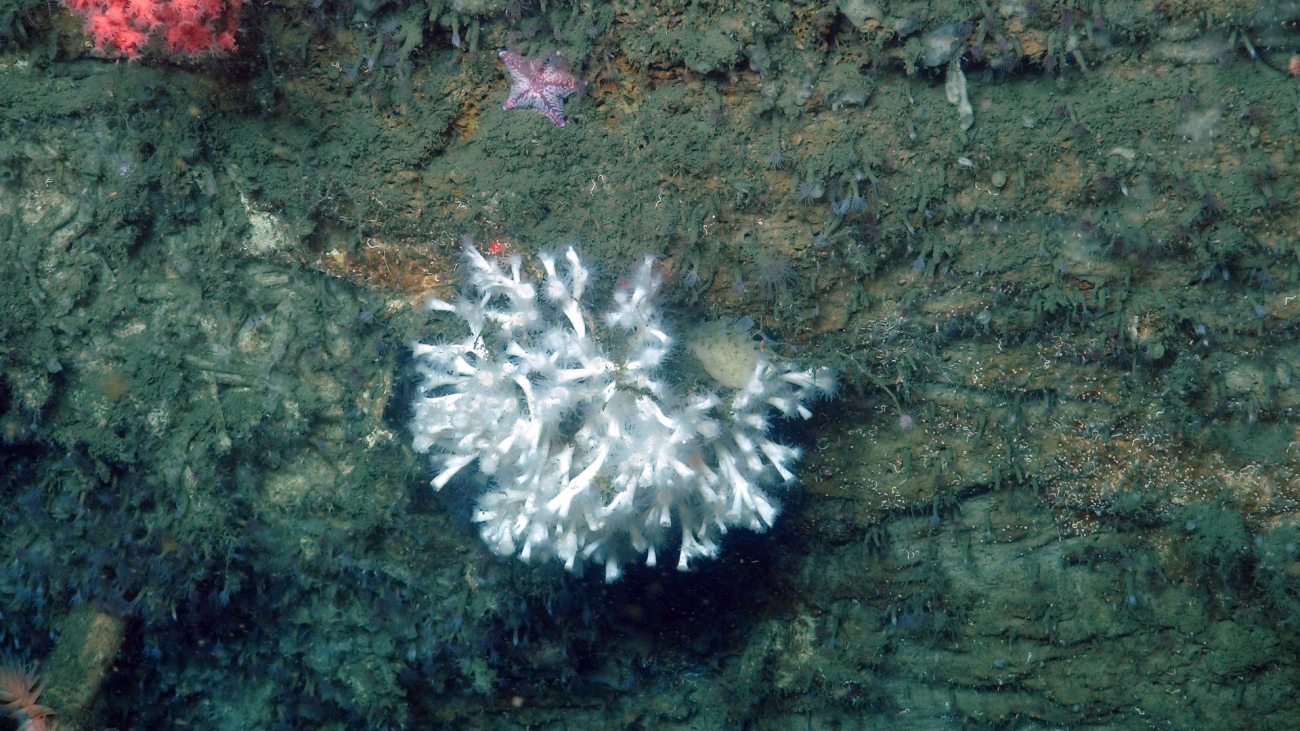 A small cluster of Lophelia coral growing on a vertical rock wall in NorfolkCanyon