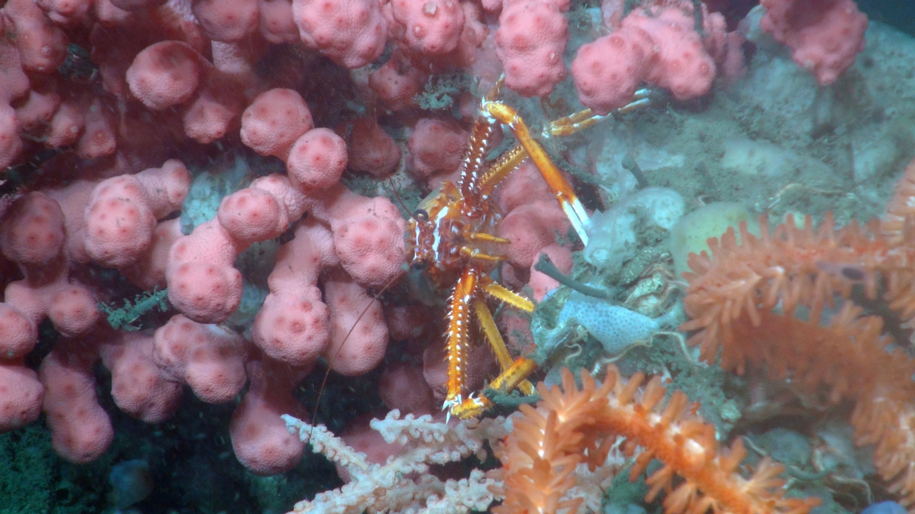 A squat lobster makes its home among various deep-sea corals