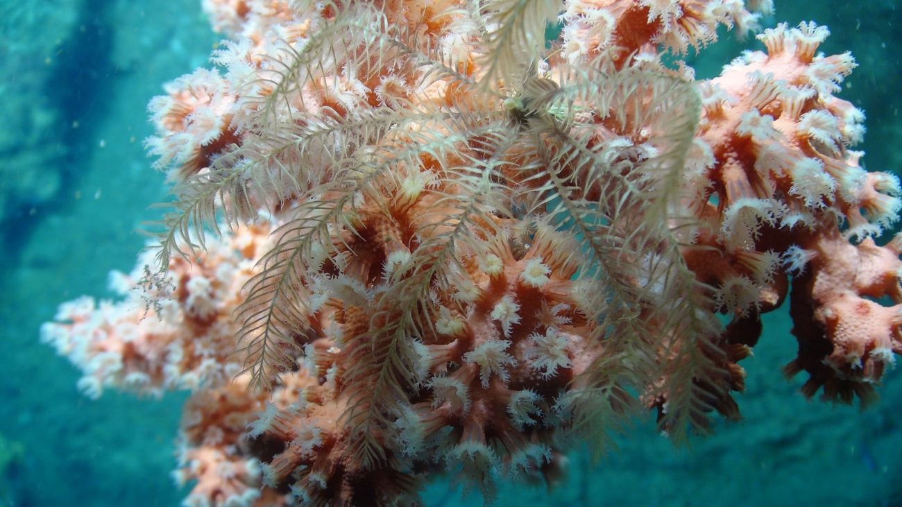 Close-up of a crinoid attached to a bubblegum coral (Paragorgia)