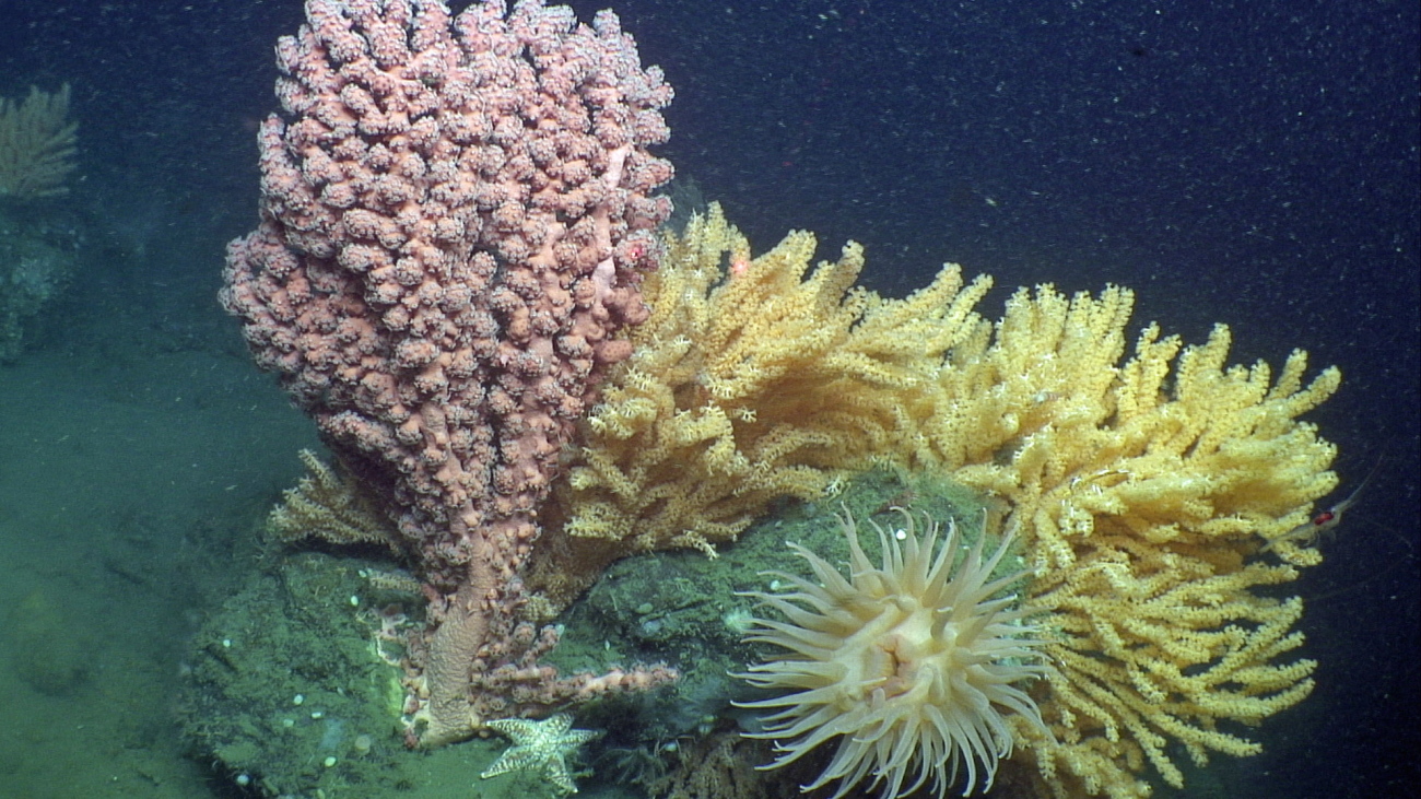 Red bubblegum coral (Paragorgia) and several colonies of Primnoa occupy aboulder in close proximity to an anemone and sea star at approximately 440meters in Norfolk Canyon