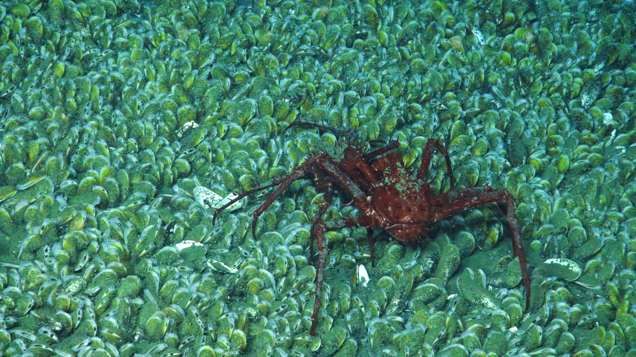 A lithodid crab seen on the mussel bed at 1,600 meters depth