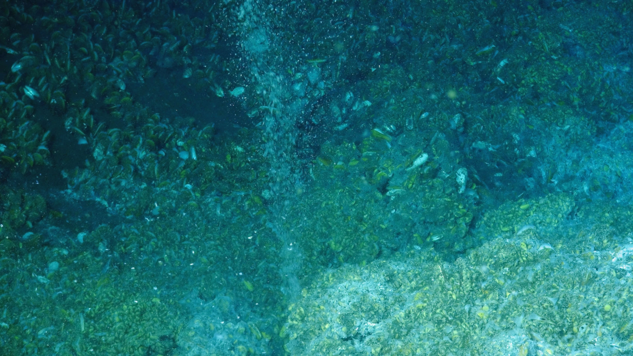 Methane gas bubbles rise from the seafloor - this type of activity, originallynoticed by the NOAA Ship OKEANOS EXPLORER in 2012 on a multibeam sonar survey,is what led scientists to the area