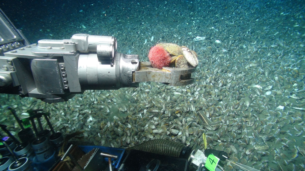 The Jason ROV collects a sea urchin and a few mussels from the expansivemussel bed with its manipulator arm