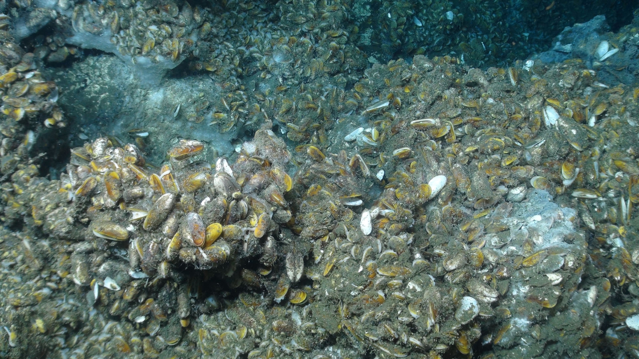 This vast mussel community was found on a flat bottom as well as on rocks rising a meter or more off the seafloor