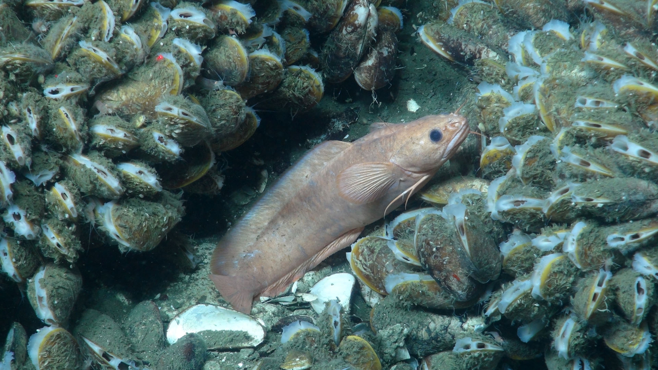 A species of rockling (Family Lotidae), related to hakes and cods, rests amongthe mussels of a large seep community