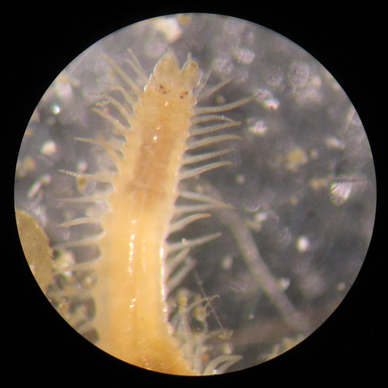 A syllid polychaete worm found within a dead Desmophyllum coral skeleton foundalong the wall of Norfolk Canyon