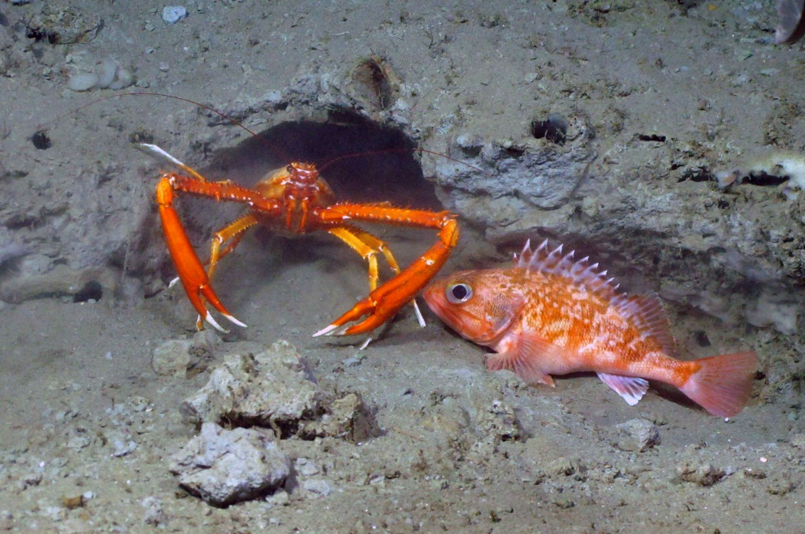 A squat lobster and small black belly rosefish huddle near a den on a smallledge in Baltimore Canyon