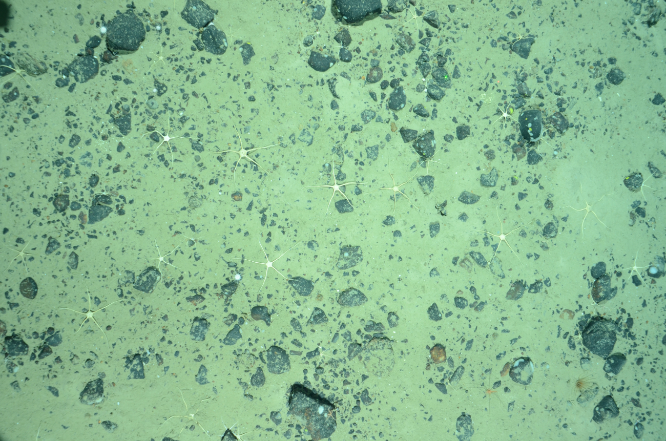 Many brittle stars scattered over pebbled sediment at 1,965 meters in GilbertCanyon