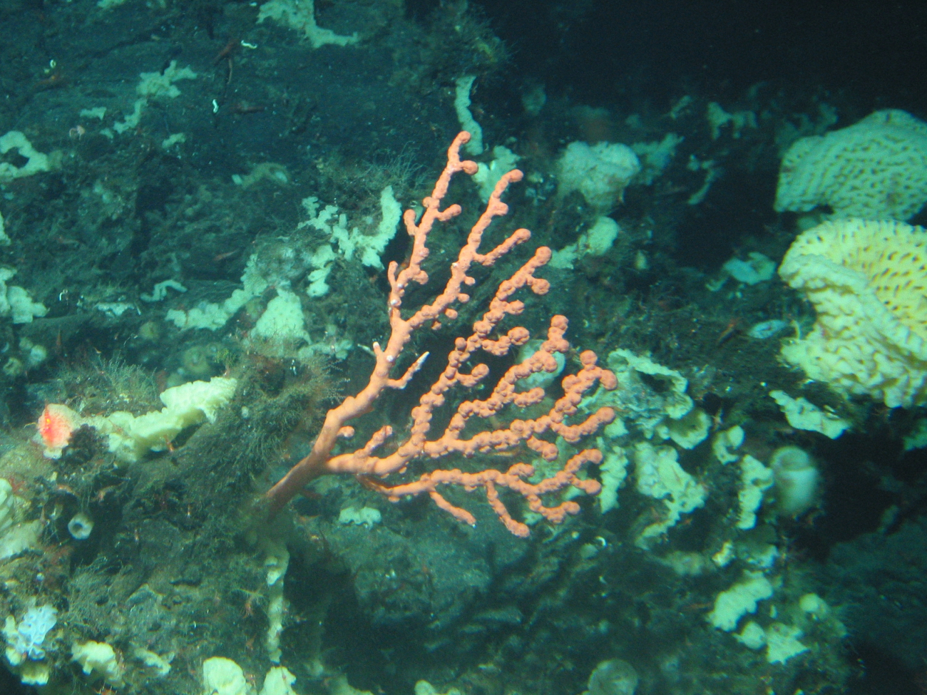 A small Paragorgia coral