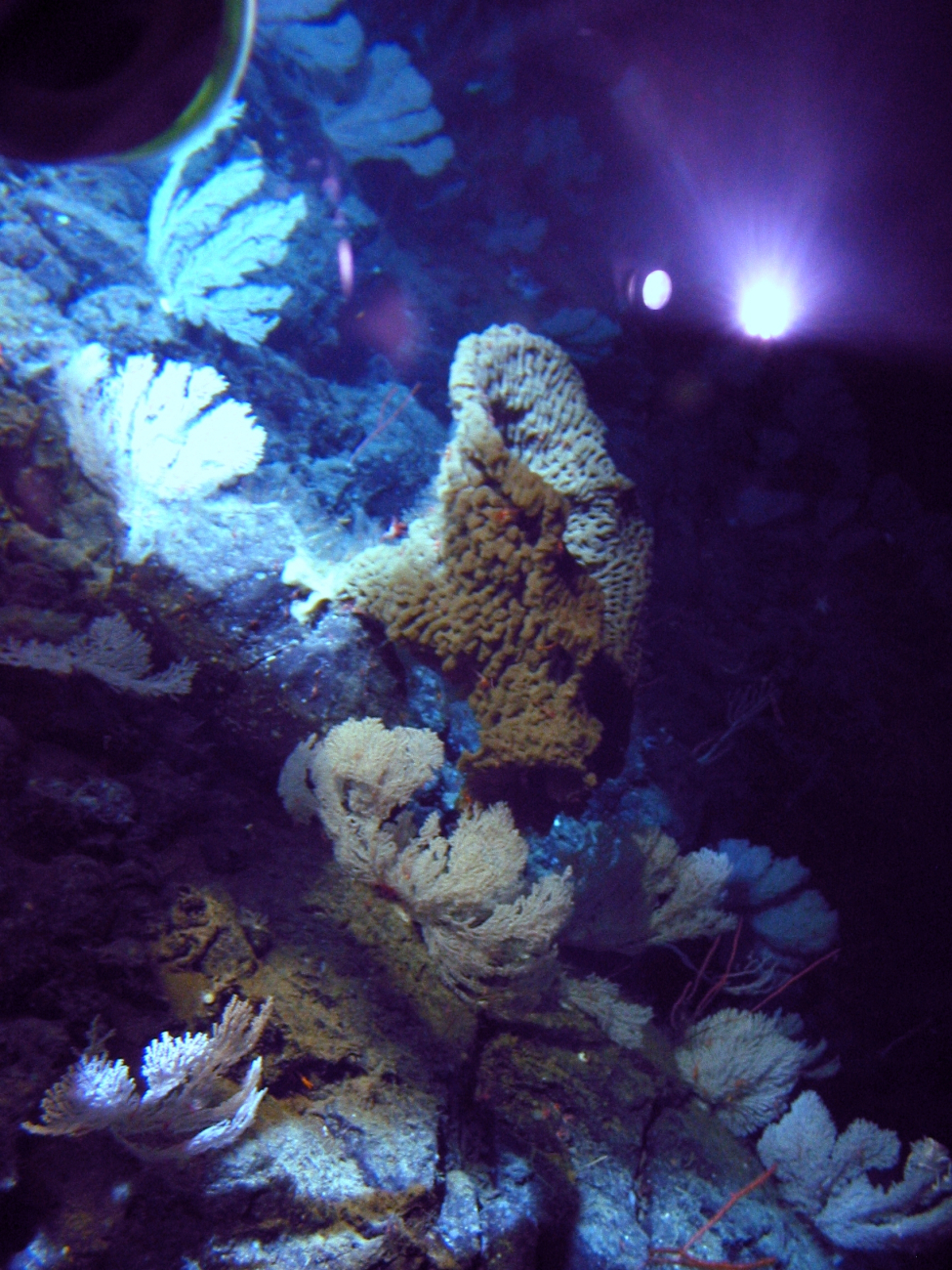 Large sponges and primnoid corals seen on the side of a seamount