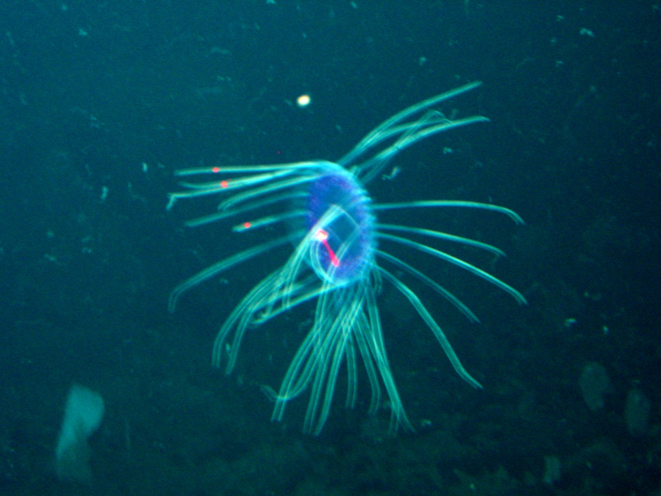 An out of focus purple medusae