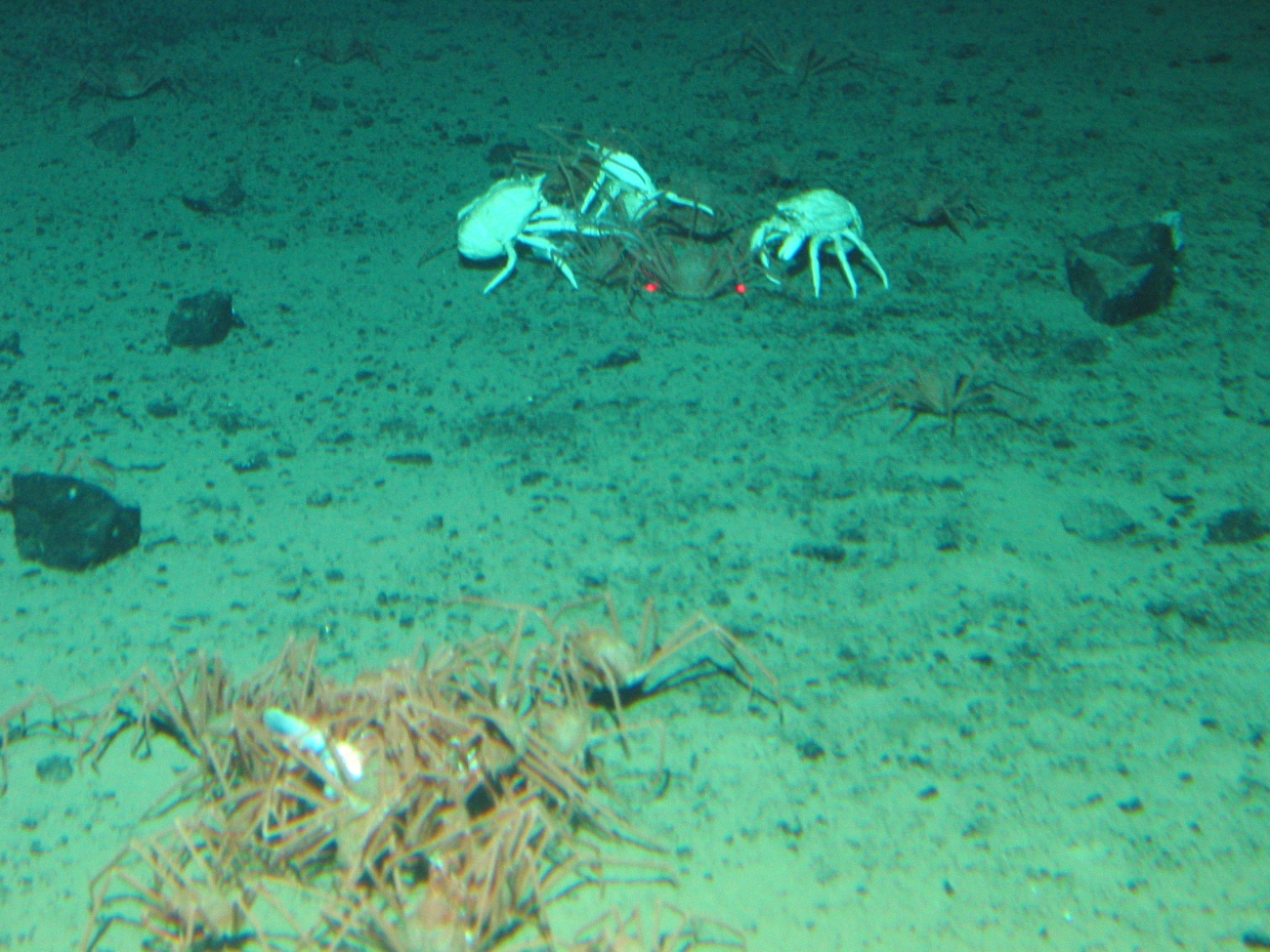 A group of crabs known by some as a cast of crabs, feeding on a dead fish