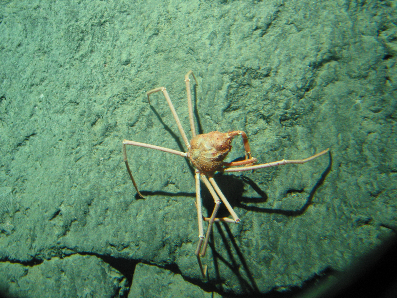 Large spider crab on a basalt rock surface