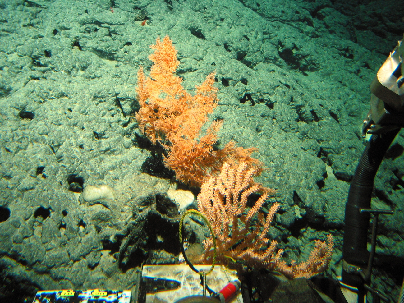 A bamboo coral in the foreground, a black coral bush with orange polyps, and a large black sponge to the left of both corals