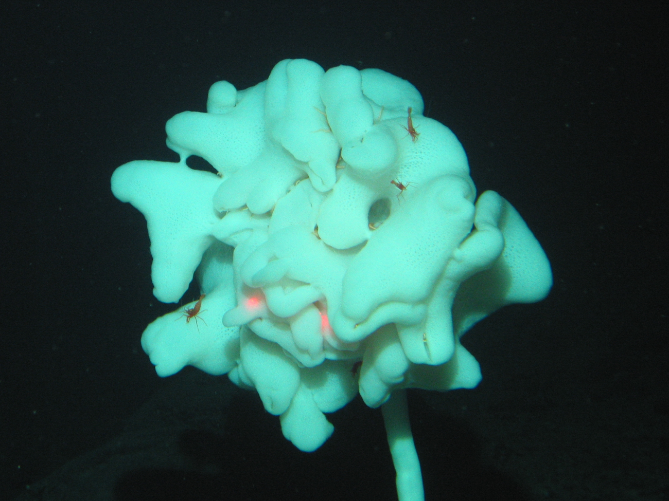 A beautiful white stalked glass sponge with small red shrimp and the arms ofnumerous brittle stars visible
