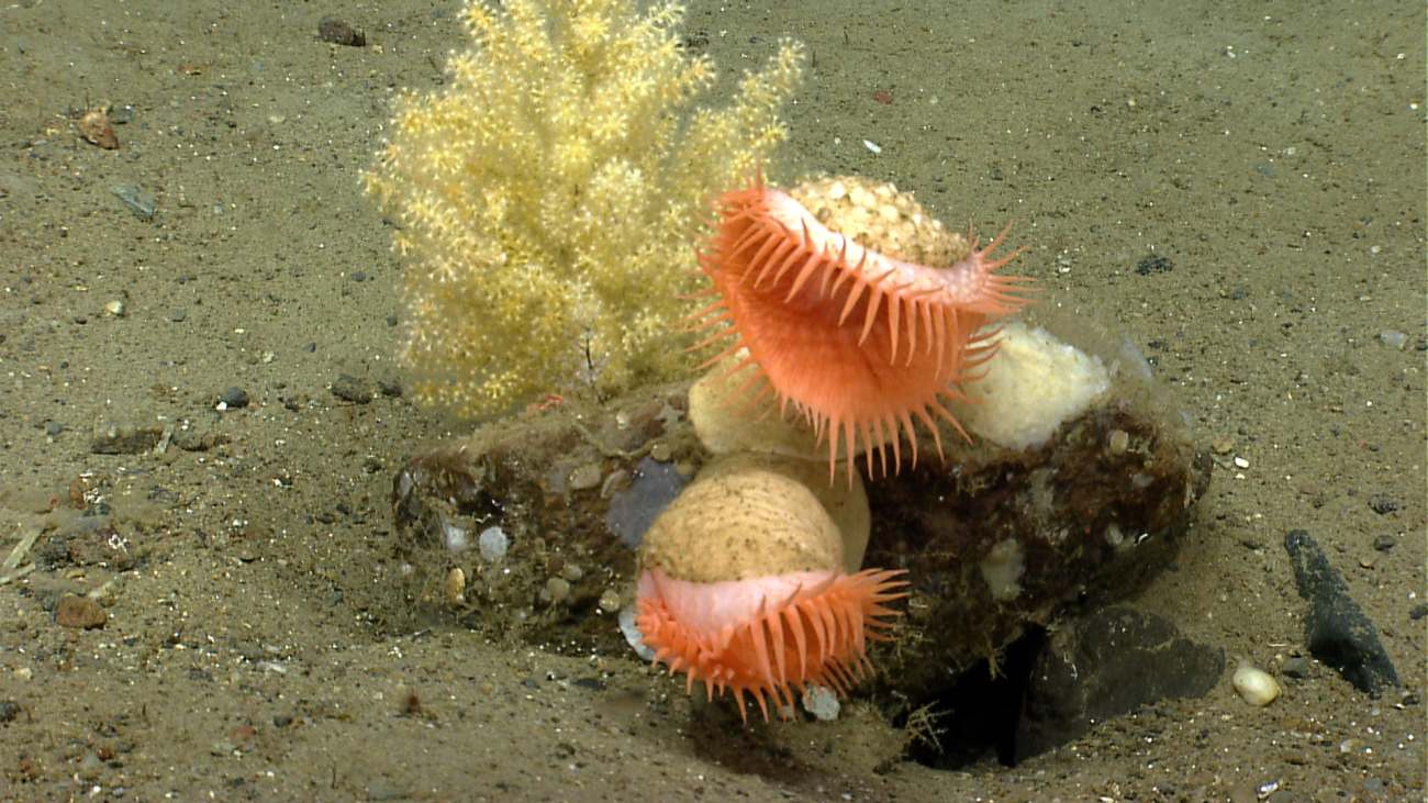 Orange venus flytrap anemones on rock and a small octocoral