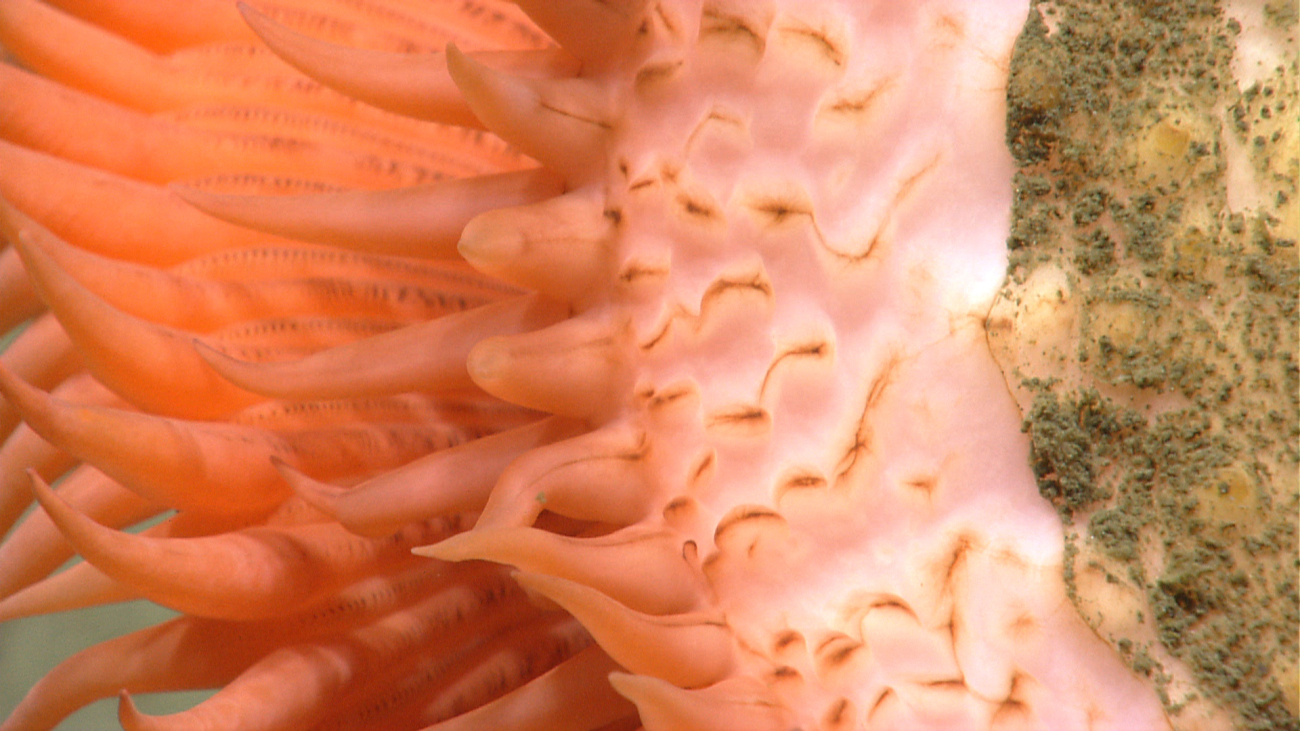 Orange venus flytrap anemone